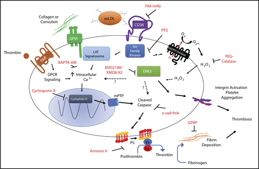 Figure 7. Model for the procoagulant properties of platelet CD36/ERK5 signaling. In dyslipidemic conditions, circulating oxidized lipids present in oxLDL particles are recognized by platelet CD36. This promotes immediate recruitment of Src family kinases and generation of ROS by NADPH oxidase. Activation of MAPK ERK5 signaling by superoxide anion, and hydrogen peroxide promotes the apoptosome formation and caspase activity. The mechanisms of activating ERK5 by ROS are unclear. Caspases activate known scramblases present on the surface of the membrane and thus promote externalization of procoagulant phosphatidylserine. ERK5 also induces a signaling pathway that promotes integrin activation to enhance thrombosis. There is crosstalk between CD36 and GPVI downstream signaling, potentially through Src family kinases, ERK5, or calcium. This crosstalk enhances the externalization of phosphatidylserine through maladaptive apoptosome formation that is not common to the cyclophilin D/mPTP pathway induced by the strong agonists THR and CVX or the physiologic cell death pathway. Assembly of the prothrombinase and tenase complex to the anionic phospholipid enhances fibrin accumulation in vivo to support arterial thrombosis in dyslipidemic conditions.