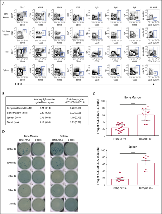 Figure 1. Most CD38highCD27+ASCs in human tissues express CD19. (A) Contour plots revealed a rare cell subset with high expression of CD38 and positive for CD27, which showed a clear cytoplasmic IgG, IgM, or IgA positive expression and was found in all human tissues (BM, PB, tonsil, and spleen) indicative of ASCs. (B) ASC (CD38highCD27+) frequencies in human tissues: mean, %, and standard deviation (SD). (C) CD19+ ASCs were statistically more abundant that CD19− ASCs in the BM (upper graph, unpaired Student t test, ****P < .0001, mean ± standard error of the mean (SEM) 23.14 ± 2.477 and 60.74 ± 3.994, both n = 16, median ± SD age 32 ± 7.713) and spleen (lower graph, unpaired Student t test, ****P < .0001, mean ± SEM 17.70 ± 2.983 and 64.7 ± 2.983, both n = 8, median ± SD age 51 ± 14.125). (D) CD38highCD27+ ASCs or CD19+CD20+ non-ASC B cells from BM were sorted directly onto total IgG/IgM/IgA precoated ELISpot plates. BCs, B cells; Freq., frequency.