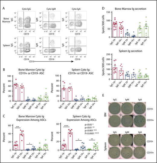 Figure 2. CD19+ASCs are the most common immunoglobulin-secreting cells in BM and spleen. (A) Cytoplasmic immunoglobulin immunophenotyping gated on CD38highCD27+ ASCs. Representative plots showed CD19+ and CD19− vs cytoplasmic immunoglobulin in BM and spleen. (B) Relative frequency of immunoglobulin-secreting isotypes among ASC CD19+ or CD19− from BM (n = 8) and spleen (n = 7). (C) The frequency between CD19+ and CD19− ASCs for immunoglobulin isotype secretion via cytoplasmic immunoglobulin FCM in BM (upper, unpaired Student t test, IgG P < .0002, CD19+ mean ± SEM 39.58 ± 3.952, CD19− mean ± SEM 13.18 ± 2.473, n = 6, IgM P < .043, CD19+ mean ± SEM 4.393 ± 1.359, CD19− mean ± SEM 1.095 ± 0.4234, n = 6) and spleen (lower, Student unpaired Student t test, IgG P < .0001, CD19+ mean ± SEM 40.78 ± 2.48, CD19− mean ± SEM 11.54 ± 2.515, n = 6, IgM P < .0179, CD19+ mean ± SEM 8.665 ± 2.491, CD19− mean ± SEM 1.515 ± 0.4246, n = 6, IgA P < .0035, CD19+ mean ± SEM 10.3 ± 2.242, CD19− mean ± SEM 1.686 ± 0.3156, n = 6) immunoglobulin isotype testing via cytoplasmic immunoglobulin FCM. (D) Immunoglobulin secretion by ELISpot showed no significance between CD19+ and negative ASCs in BM (upper, IgG n = 13, IgM n = 6, IgA n = 6) or spleen (lower, IgG n = 8, IgM n = 6, IgA n = 7). (E) Representative ELISpots are shown for both BM (upper) and spleen (lower). Cyto, cytoplasmic; Ig, immunoglobulin.