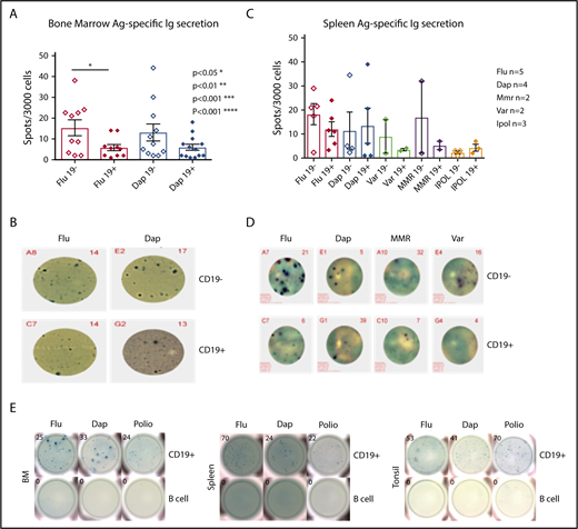 Figure 3. Vaccine-specific IgG are produced by both the CD19+and the CD19−ASC subsets. (A) BD CD19+ and CD19− ASC antigen-specific ELISpot results for Daptacel and Fluzone (unpaired Student t test, P < .0327, CD19+ mean ± SEM 5.810 ± 1.498, n = 10, CD19− mean ± SEM 15.29 ± 3.814, n = 10). (B) Representative ELISpot wells from 3000 CD19+ and CD19− FACS sorted ASCs from BM. (C) 3000 CD19+ and CD19− ASCs from spleen were sorted onto Daptacel (n = 4), Fluzone (n = 5), MMR (n = 2), Varicella (n = 2), or IPOL (n = 3) vaccine antigen precoated ELISpot plates and detected for total IgG. (D) Representative ELISpot wells showing sorted ASCs from either CD19+ or negative spleen subsets. (E) 10 000 (Flu/Dap) and 30 000 (polio) CD19+ ASCs or B cells were FACS sorted from BM, spleen, and tonsil, which indicated antigen-specific CD19+ ASCs existed in all tissues. Ag., antigen; Dap., Daptacel; Flu., Fluzone; MMR, measles, mumps, and rubella; Var., Varicella.