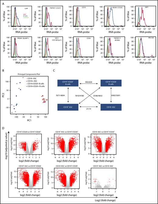 CD19+and negative BM ASC gene expression and sequence identity indicates a common differentiation path. (A) Known ASC genes (XBP-1, PRDM-1, SDC-1), B-cell genes (IL-4R, CD19, MS4A1), and phenotype genes (TNFRSF7, CD38) were assayed from freshly isolated BM. CD38highCD27+ gated cells showed increased expression of ASC genes and low levels of expression of B-cell genes by PrimeFlow. (B) Principal component (PC) analysis was performed on all genes based on relative expression from Affymetrix microarray (U133) for all 4 sorted cell populations from human BM. (C) Graphical representation showing the number of differentially regulated probes (upregulated/downregulated) for each cell population combination. (D) A volcano plot showing log2 (fold change) vs −log10 (adjusted P value) for each paired BM population comparison. Red dots indicate genes with significant expression change; gray dots indicate genes with no significant expression change. (E) Six genes with increased expression on CD19+ ASC and 8 uncharacterized genes with increased expression specific to CD19− ASCs. (F) Heat map of a pairwise comparison of common CDR-H3 sequences between donors. CD19+ and CD19− ASCs were profiled for 6 donors, and the sequences with identical CDR-H3 were considered as identical clones. The number in the heat map describes the number of common clones between 2 samples, and the number in the diagonal line showed the total number of CDR-H3 sequences in the sample. Max., maximum.