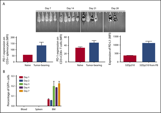 Figure 1. The 32Dp210 murine leukemia model recapitulates features of clinical AML progression. (A) Progression of 32Dp210 leukemia. Upper panel: serial in vivo bioluminescence images of C3H mice on days 7, 14, 21, and 28 after IV inoculation of 1 × 104 32Dp210 murine leukemia cells on day 0. Lower panels: Left panel: level of PD-1 expression on T cells in naïve vs tumor-bearing mice detected by antibody staining and flow cytometric analysis (red bar, naïve non-leukemia-bearing mice; blue bar, leukemia-bearing mice). Middle panel: level of PD-1 expression on CD3+CD8+T cells in naïve vs leukemia-bearing mice (red bar, naïve mice; blue bar, tumor-bearing mice). Right panel: level of PD-L1 expression on 32Dp210-GFP+ cells in culture and after transplantation in vivo (red bar, 32Dp210 cells in ex vivo culture; blue bar, 32Dp210 cells harvested from leukemic mice after IV inoculation). Error bars are SEM. (B) 32Dp210-GFP+ leukemia cells selectively home to bone marrow compartment early after IV inoculation. The percentage of 32Dp210-GFP+ cells detected in peripheral blood, spleen, and bone marrow (depicted as bar graphs sequentially from left to right) was detected by antibody staining and flow cytometric analyses on days 1, 2, 3, 4, and 7 after IV injection of 1 × 104 32Dp210-GFP+ cells in C3H mice. The mean percentage of GFP+ cells in each tissue is indicated on the y-axis. Error bars are SEM.