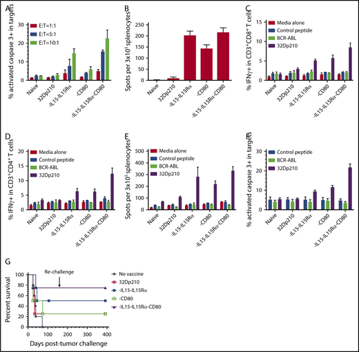 Figure 4. Serial vaccination with 32Dp210-derived whole cell vaccines in non-tumor-bearing mice stimulates robust antileukemic cytolytic activity. Naïve C3H mice were treated with 4 vaccinations with 2 × 106 irradiated 32Dp210-Luc, 32Dp210-mIL-15-IL-15Rα, 32Dp210-CD80, or 32Dp210-IL-15/IL-15Rα/CD80. In the first experimental group of mice, splenocytes were harvested and restimulated in vitro with irradiated (100 Gy) 32Dp210 parent cells for 5 days. Thereafter, cells were harvested and purified by Ficoll density gradient for ex vivo assays (A-F). In a parallel experimental group, vaccinated mice were challenged with IV inoculation of 32Dp210 leukemia and monitored for survival (G). (A) Cytolytic activity of splenocytes in ex vivo assays is greatest after stimulation by 32Dp210-IL-15/IL-15Rα/CD80 vaccine. Splenic effectors cells and 1 × 105 CellTrace DDAO-SE labeled 32Dp210 target cells were cocultured at different ratios (red bars, 1:1; blue bars, 5:1; green bars, 10:1) for 48 hours. X-axis: naïve: indicates splenocytes from uninjected C3H mice; 32Dp210: splenocytes from mice vaccinated with the parent 32Dp210 cell line; vaccine expressing IL-15/IL-15Rα, CD80, or IL-15/IL-15Rα/CD80 (below graph): depict assays with splenocytes from C3H mice treated with lentivirally transduced 32Dp210 vaccines expressing the indicated transgenes. The mean percentage of apoptotic cells, defined by detection of activated caspase-3 by antibody staining, is depicted on the y-axis (± SEM). (B) ELIspot assay of IFN-γ expression in splenocytes from vaccinated mice shows increased frequencies of cytotoxic cells after treatment with all transduced 32Dp210 vaccines. Splenocytes from unvaccinated mice (naïve), or from mice vaccinated with irradiated parent cells 32Dp210 cells, or with engineered 32Dp210 cells expressing each of the transgene cassettes, indicated below the bar graphs, were cocultured with irradiated 32Dp210 cells, and the frequency of IFN-γ positive cells was quantified. The mean number of spots per well per containing 3 × 105 cells in triplicate samples is depicted on the y-axis ± SEM. (C and D) Highest levels of intracellular IFN-γ expression are observed in CD3+CD8+ and CD3+CD4+ T cells from 32Dp210-IL-15/IL-15Rα/CD80-vaccinated mice after secondary stimulation, whereas stimulation with BCR-ABL-loaded splenocytes produces IFN-γ levels comparable to unstimulated controls. In panels C and D, the y-axis depicts the percent IFN-γ positive CD3+CD8+ T cells (C) and CD3+CD4+ T cells (D) in splenocytes from vaccinated non-tumor-bearing mice. X-axis: naïve = unvaccinated mice; 32Dp210 = vaccinated weekly, 4 times with unmodified irradiated 32Dp210 parent cells; -IL-15/IL-15Rα = vaccinated with 32Dp210-IL-15/IL-15Rα; -CD80 = vaccinated with 32Dp210-CD80; -IL-15/IL-15Rα/CD80 = vaccinated with 32Dp210-IL-15/IL-15Rα/CD80. Splenocytes were stimulated for 20 hours with either media alone, C3H splenocytes loaded with an irrelevant control peptide, or BCR-ABL peptide, or with unmodified 32Dp210 cells as indicated. (E) Comparative ELIspot assays of IFN-γ expression in splenocytes from vaccinated mice confirm increased frequencies of cytotoxic cells after treatment with all transduced 32Dp210 vaccines but no significant stimulation by BCR-ABL-loaded cells. ELIspot assays were performed as in panel A. C3H splenocytes were loaded with either BCR-ABL peptide or control peptide and cocultured with splenocytes from vaccinated animals as described in panel A, depicted on the x-axis. The mean number of spots per well per containing 3 × 105 cells in triplicate samples is depicted on the y-axis (± SEM). (F) Splenocytes from non-tumor-bearing mice treated with the 32Dp210-derived vaccines show high levels of lytic activity to 32Dp210 targets, but not to human BCR-ABL peptide loaded syngeneic C3H cells. Splenocytes from vaccinated non-tumor-bearing C3H mice, as described in panel A were stimulated ex vivo for 5 days with irradiated 32Dp210 cells and used as effectors. Unmodified 32Dp210 cells, BCR-ABL, or control peptide-loaded splenocytes from naïve C3H mice were used as targets. Ex vivo lytic activity was assayed by intracellular staining of active caspase-3 after coculture of effectors and targets at an effector-to-target ratio = 10:1 for 24 hours. X-axis depicts cells from different experimental vaccine groups as in panel A. The mean percentage of apoptotic cells, defined by detection of activated caspase-3 by antibody staining, is depicted on the y-axis (± SEM). (G) Treatment with transduced 32Dp210-derived vaccines confers greater survival after leukemia challenge than does administration of untransduced irradiated 32Dp210 cell vaccines. Mice were treated weekly 3 times with 32Dp210-derived vaccines as described previously. Thereafter, they were inoculated IV with 1 × 104 32Dp210-luc cells and longitudinally monitored by in vivo bioluminescence imaging for tumor progression and survival. Percent survival is depicted on the y-axis, and duration of survival on the x-axis. Animals surviving the initial leukemia challenge were rechallenged with a second IV inoculation of 32Dp210 leukemia (indicated by downward arrow), 150 days after the initial tumor challenge.