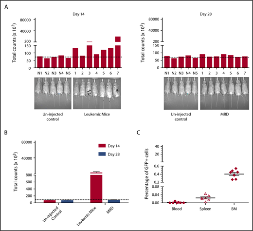 Figure 6. Development of an MRD model in 32Dp210 leukemia. (A) In vivo bioluminescence analyses demonstrate efficacy of GCV treatment in mice inoculated with 32Dp210-luc-HSV-TK+ leukemia. Mice were inoculated IV with 32Dp210-luc-HSV-TK+ leukemia on day 0 and began treatment with GCV (50 mg/kg) beginning at day 14 for 2 weeks. Left panel: day 14 after tumor inoculation prior to GCV treatment; right panel: day 28 after tumor inoculation and day 14 of GCV treatment. Leukemic burden as measured by total photon counts per mouse is depicted on the y-axis. Lanes N1 to N5: normal non-tumor-bearing mice injected with luciferin as background controls; lanes 1-7 depict in vivo bioluminescence assays of 32Dp210-luc-HSV-TK+ leukemia-bearing mice after 14 days of GCV administration. (B) Bioluminescence studies demonstrate induction of remission in 32Dp210-luc-HSV-TK+ tumor-bearing mice with background levels of bioluminescence after GCV treatment at day 28. Remission was arbitrarily defined as a level of bioluminescence comparable to background levels in luciferin-injected non-tumor-bearing mice (n = 5) (uninjected controls, left). Fourteen days after tumor inoculation, the mean photon counts ± SEM in 32Dp210-luc-HSV-TK+ leukemic mice were plotted on the y-axis after imaging (leukemic mice, red bar on right). Background controls for MRD in normal mice 2 weeks after GCV administration (blue bar, left). MRD (blue bar, far right) indicates the level of in vivo bioluminescence in leukemic mice after 2 weeks of GCV treatment (n = 7). (C) GCV-mediated remission induction demonstrated by in vivo bioluminescence studies correlates with induction of pathological remission. The frequency of 32Dp210-GFP+HSVTK+ cells (MRD) in peripheral blood, spleen, and bone marrow of GCV-treated, responding mice was quantified by flow cytometric analyses after 14 days of GCV administration. The percentage of GFP+ cells in blood (filled circles), spleen (open triangles), and bone marrow (filled diamonds) from each mouse achieving remission (as defined by bioluminescence studies above) are indicated on the y-axis. The mean for each group is designated by a horizontal line for each group ± SEM. Mice with remission, as defined by in vivo bioluminescence analyses that showed background levels of photon counts/subject, had detectable leukemia (MRD), but <5% leukemic cells in all tissues examined, consistent with the clinical/pathological definition of leukemic remission.