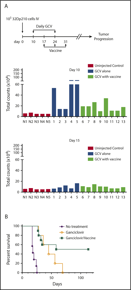 Figure 7. 32Dp210-IL-15/IL-15Rα/CD80 vaccines administered postremission induction have efficacy in eradicating MRD. (A) Leukemic burden of groups 32Dp210-luc-HSV-TK leukemic mice before and after 5 days of GCV treatment destined for postremission vaccination with 32Dp210-IL-15/IL-15Rα/CD80 or no further therapy. Mice were inoculated with 1 × 105 32Dp210 cells on day 0 as indicated by the schema at the top of the figure. On day 10, mice underwent in vivo bioluminescence imaging, and average photon counts per animal were plotted (upper set of bar graphs). N1 to N5 represent normal, non-tumor-bearing mice injected with luciferin on the same day, to establish background luminescence levels. Lanes 1 to 13 indicate mice inoculated with leukemia and subsequently treated with GCV according to the schema at the top of the figure. Blue bars in lanes 1 to 5 indicate analyses of mice that would receive 14 days GCV treatment and no further intervention. Green bars in lanes 6 to 13 depict analyses of mice treated with 14 days of GCV treatment that would undergo serial vaccination with irradiated 32Dp210-IL-15/IL-15Rα/CD80 cells beginning at day 17. Lower panel of bar graphs depicts semiquantitative IVIS studies after 5 days of GCV administration (day 15) in the same animals analyzed in the upper panel of bar graphs. (B) Survival of 32Dp210-luc-HSV-TK leukemia bearing mice after remission induction with GCV treatment is predicated on administration of irradiated 32Dp210-IL-15/IL-15Rα/CD80 vaccine. Purple filled circles: leukemia inoculation with no treatment (n = 5); open circles: 14 days GCV treatment beginning day 10 after leukemia injection with no additional treatment (n = 5); filled green squares: GCV-mediated remission induction followed by serial vaccination with irradiated 32Dp210-IL-15/IL-15Rα/CD80 cells (n = 10).