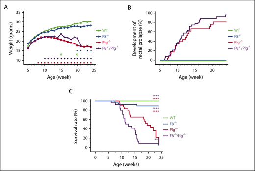 Figure 1. FVIII deficiency did not correct the pathologic phenotype of Plg−/−mice. (A) The estimated weight measurements of a cohort of 25 WT, 58 F8−/−, 21 Plg−/−, and 61 F8−/−/Plg−/− mice that were followed for up to 168 days. Signs above the x-axis indicate where the weight of Plg−/− (red squares) and F8−/−/Plg−/− (purple diamonds) deviated significantly from that of WT and F8−/− mice, respectively, and where the weight was significantly different between F8−/−/Plg−/− and Plg−/− mice (open green squares) and between F8−/− and WT mice (blue circles). The weight data were analyzed with a repeated-measurement ANOVA; P < .05 was considered significant. (B) Frequency of rectal prolapse in 31 WT, 51 F8−/−, 23 Plg−/−, and 39 F8−/−/Plg−/− mice. (C) Survival analysis from a cohort of 30 WT, 43 F8−/−, 23 Plg−/−, and 26 F8−/−/Plg−/− mice followed for 168 days. Mice were euthanized when reaching predefined humane end points including wasting disease, rectal prolapse, and penile prolapse. The median survival of F8−/−/Plg−/− mice was 12.6 weeks, whereas it was 19.6 for Plg−/− mice. Development of rectal prolapse and survival rate were compared with the log-rank Mantel-Cox test; P < .05 was considered significant. Colored asterisks indicate intergroup comparisons; **P < .01, ****P < .0001.