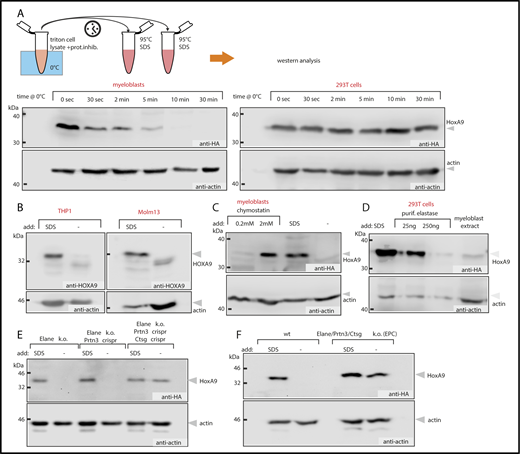 Figure 1. HoxA9 is degraded by neutrophil granule proteases. (A) HoxA9 is unstable in myeloblasts but not in epithelial cells. Triton-based lysates of primary murine bone marrow cells transformed by HA-tagged HoxA9 or extracts from 293T cells transfected with the same construct were incubated on ice with samples taken at the indicated time points, inactivated in hot SDS, and analyzed by western blotting. (B) HOXA9 is unstable in human AML cell lines. Extracts from THP1 and Molm13 cells derived from patients with MLL translocations and, therefore, expressing high levels of HOXA9, were extracted as above. Lysates were immediately denatured in SDS or incubated on ice for 10 minutes before western blot analysis for endogenous HOXA9. (C) High concentrations of the weak elastase inhibitor chymostatin inhibit HoxA9 degradation in myeloblast extracts. Triton-based extracts were produced from primary cells transformed by HA-tagged HoxA9 and supplemented with the indicated concentrations of chymostatin before western blotting. Controls were directly boiled in SDS before analysis. (D) Elastase degrades HoxA9. Extracts of 293T cells expressing HA-HoxA9 were supplemented with SDS or with different concentrations of purified elastase or were mixed 1:1 with myeloblast extract, as indicated. Lysates were incubated for 10 minutes on ice before western blotting. (E) HoxA9 is a substrate for elastase, proteinase 3, and cathepsin G. HoxA9-transformed primary HSPCs from Elane−/− mice were further deleted for Prtn3 and Ctsg by Crispr-based knockout. Lysates of individual cell lines were tested for HoxA9 stability, as above. (F) HoxA9 is stable in EPC triple-knockout myeloblasts. HoxA9-transformed cells from EPC or WT animals were lysed, and the stability of HoxA9 was tested as before.