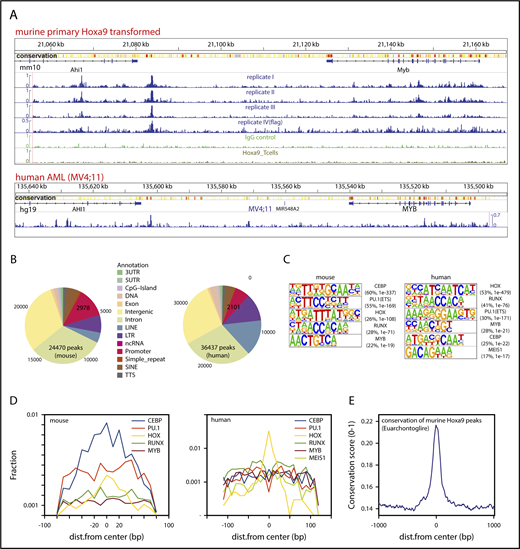 Figure 2. Efficient and comprehensive ChIP-seq for HoxA9 is possible in myeloid cells from EPC mice and in a human cell line low in granule proteases. (A) Integrated Genome Viewer (IGV)–generated example of ChIP-seq profiles across the established HoxA9 target Myb. Results from murine cells (upper panel). Four replicate samples and an IgG control are shown. For comparison, HoxA9 precipitation data from T cells31 are included. Replicates I to III were prepared from EPC HSPCs transformed by HA-tagged HoxA9; for replicate IV, triple Flag–tagged HoxA9 was used. Chromatin was precipitated with anti-HA or anti-Flag antibodies. The color-coded ribbon represents a heat map of conservation between mammal species, with the highest conservation depicted in red. ChIP-seq results from human AML cell line MV4;11 that is naturally low in granule proteases (lower panel). Endogenous HOXA9 was precipitated by anti-HOXA9 antibodies. (B) Distribution of HoxA9 peaks across genomic elements. (C) De novo motif search across the 1000 top scoring and highest confidence HoxA9/HOXA9 peaks. Shown are all recurrent motifs with a significant homology to a consensus binding site for a TF (family) that occurred in >15% of all identified peaks. P values and frequency (%) are given. (D) Motif distribution across HoxA9/HOXA9 peaks, as in panel C. The localization of consensus sites with respect to the identified HoxA9/HOXA9 peak center is plotted. (E) The genomic sequence of HoxA9 peaks is conserved across higher mammals. The metagene plot depicts sequence-conservation scores of all HoxA9 peaks compared with 60 species of Euarchontoglires (a clade of mammals including rodents, lagomorphs, tree shrews, colugos, and primates; http://hgdownload.cse.ucsc.edu/goldenPath/mm10/phastCons60way/).