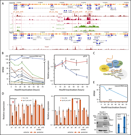 Figure 5. HoxA9 controls itself and the Hox-A locus. (A) Overview of the Hox-A locus in mouse and human genomes with conserved Hox/HOXA9 binding sites and associated nascent RNA and H3K27ac profiles. Potential HoxA9-dependent regulatory regions are boxed and labeled as follows: a1_put_enh = HoxA1 putative enhancer, a4_ac_reg = HoxA4 acetylated region, a6_put_enh = HoxA6 putative enhancer, a9_prom = HoxA9 promoter. For a detailed explanation, see the text and supplemental Figure 5. (B) Hox-A transcription is under control of HoxA9. Kinetics of nascent RNA Hox production after cessation of HoxA9 activity (left panel). RPKM values are shown. Differential qPCR for endogenous and viral-derived HoxA9 RNA (right panel). Expression was normalized to β-actin as a housekeeping gene, and it is plotted as relative value with 0 hours set to 1 unit. (C) Principle of epigenome editing by dCas9-KRAB. Targeting of a catalytically inactive Cas9-KRAB fusion to a specific locus by an sgRNA creates local heterochromatin through recruitment of a repressor complex.20 (D) Epigenome editing of HoxA1/A6 putative enhancers affects expression of anterior Hox-A genes. Expression levels of all Hox-A genes were recorded by qPCR in cells expressing sgRNAs targeting the HoxA1/A6 putative enhancers and a dCas-KRAB fusion or dCas-KRAB alone, as a control, as indicated. Relative expression normalized to β-actin is shown, with control expression set to 1 unit. (E) Pbx3 limits Meis1 protein availability. Nascent RNA production of Meis1 and Pbx3 RNAs in response to HoxA9 (upper panel). Western blot analysis of HoxA9-transformed cells virally coexpressing Pbx3 or vector only as control (lower left panel). qPCR quantification of Meis1 RNA in the same cells (lower right panel). HP1, heterochromatin protein 1; KAP1, KRAB-associated protein 1; KRAB, Krüppel-associated box; SETDB1, H3K9 methyltransferase.