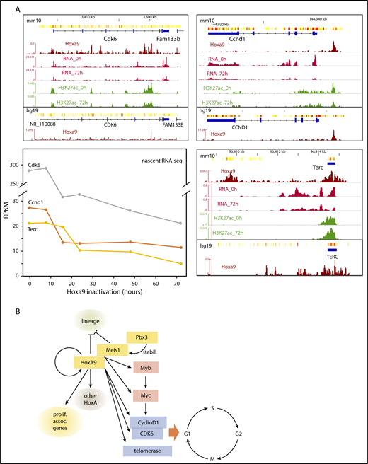 Figure 6. HoxA9 directly regulates cell cycle control genes. (A) Genomic environment, HoxA9 binding, RNA production, and H3K27ac status of cyclin-dependent kinase 6 (Cdk6), cyclin D1 (Ccnd1), and telomerase RNA component (Terc) loci. The line graph shows transcription rates of these genes in response to HoxA9 activity. (B) Core pathways of transformation by HoxA9.