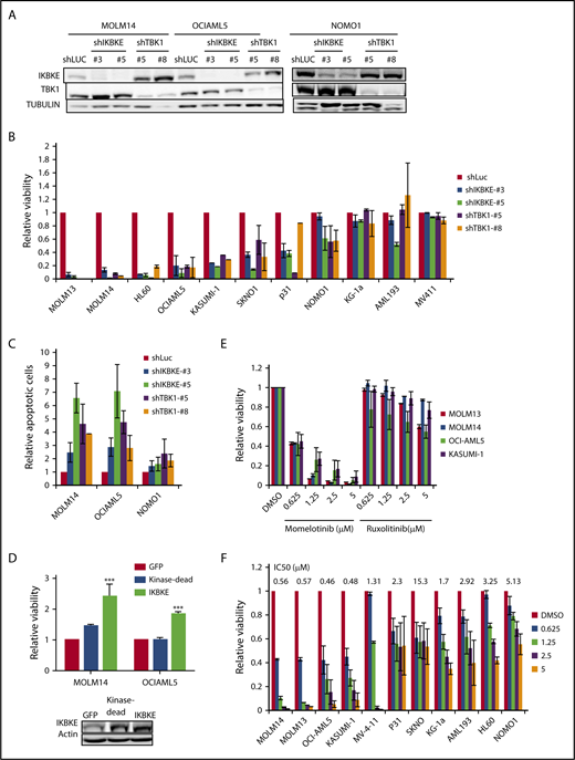 Figure 2. AML cells display differential sensitivity to inhibition of IKBKE and TBK1. (A) AML cell lines were infected with lentiviral vectors containing either shRNA targeting luciferase (shLUC) as a negative control, or the indicated IKBKE or TBK1 shRNA. Following selection in puromycin for 3 days, IKBKE and TBK1 protein levels in whole cell lysates were assessed by immunoblotting. Tubulin serves as a loading control. (B) Relative viability of AML cell lines in which IKBKE or TBK1 was depleted by RNA interference was measured 96 hours after puromycin selection. Error bars represent standard error (SE) of at least 2 independent experiments. (C) AML cell lines were infected with lentiviral vectors containing either control shLuc or the indicated IKBKE or TBK1 shRNA. Seventy-two hours later, apoptosis was quantified by annexin V staining and flow cytometry. Error bars represent SE of at least 2 independent experiments. (D) AML cells were infected overnight with lentiviral vectors containing either green fluorescent protein (GFP), kinase dead IKBKE (K38A), or wild-type IKBKE. Relative viable cell number was evaluated 72 hours after infection. Expression of IKBKE was measured by immunoblotting (inset). (E) The indicated AML cell lines were treated with momelotinib or ruxolitinib at the indicated concentrations. Relative viability was measured 72 hours after drug treatment. Error bars represent SE of at least 2 independent experiments. (F) The indicated AML cell lines were treated with momelotinib at the indicated concentration. Relative viability was measured 72 hours after drug treatment. ***P < .001. IC50, 50% inhibitory concentration.