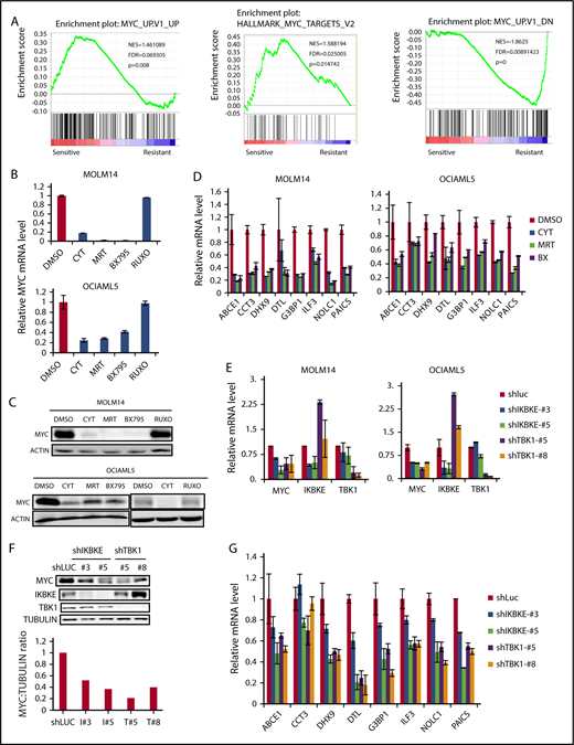 Figure 3. IKBKE/TBK1 inhibition modulates MYC signaling pathway. (A) GSEA of shIKBKE/TBK1-sensitive vs -resistant AML cell lines. Gene set databases used are c6 oncogenic signature and c1 hallmarks. (B-D) MOLM14 or OCIAML5 cells were treated with momelotinib (CYT; 2.5 µM), MRT (2.5 µM), BX795 (2.5 µM), or ruxolitinib (10 µM) for 6 hours, after which RNA or protein was isolated. 18S RNA was used as an internal control for RNA quantification. For OCIAML5, cells were cultured without GM-CSF for 24 hours before drug treatment. (E-G) MOLM14 or OCIAML5 cells were infected with lentiviral vectors expressing shRNA targeting IKBKE, TBK1, or luciferase (as nontargeting control). After 54 hours of puromycin selection, RNA or protein was isolated. For RT-PCR, 18S RNA was used as an internal control. Data are mean ± SE of 2 independent experiments. Quantitation of MYC:tubulin ratio (F) was performed using ImageJ software. RUXO, ruxolitinib.
