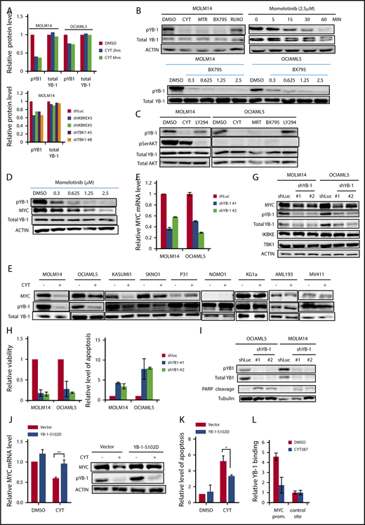 Figure 4. IKBKE/TBK1 modulates MYC through phosphorylation of YB-1. (A) Phosphorylated YB-1 is decreased in AML cells following either treatment with momelotinib or shRNA-mediated knockdown of IKBKE or TBK1, as determined by RPPA. MOLM14 or OCIAML5 cells were treated with momelotinib (CYT; 2.5 µM) for 2 or 6 hours before whole cell extracts were prepared for RPPA analysis. For shRNA experiments, cells were infected with lentiviral vectors containing either shRNA targeting luciferase (shLUC) as a negative control or the indicated IKBKE/TBK1 shRNA. Cells were selected under puromycin for 54 hours before whole cell extracts were collected for RPPA analysis. (B) MOLM14 cells were treated with momelotinib (CYT; 2.5 µM), MRT (2.5 µM), BX795 (2.5 µM), or ruxolitinib (10 µM) for 6 hours, after which protein was isolated for the indicated immunoblots (top left). MOLM14 cells were treated with momelotinib (1.25 µM) for the indicated times, and then immunoblots were performed (top right). MOLM14 or OCIAML5 cells were treated with the indicated dose of BX795 for 2 hours of treatment, after which immunoblots were performed. (C) MOLM14 cells were treated with momelotinib (CYT; 0.625 µM) or LY294002 (10 µM) for 2 hours, and OCIAML5 cells were treated with CYT (2.5 µM), MRT (2.5 µM), BX795 (2.5 µM), or LY294002 (10 µM) for 2 hours, after which protein was isolated for the indicated immunoblots. (D) MOLM14 cells were treated with the indicated concentration of momelotinib for 2 hours, after which protein was isolated for the indicated immunoblots. (E) AML cell lines were treated with vehicle control or momelotinib (CYT; 1.25 µM for 6 hours), and then the indicated immunoblots were performed. (F-G) MOLM14 or OCIAML5 cells were infected overnight with lentiviral vectors containing shLuc (control) or shRNAs targeting YB-1. After 30 hours of puromycin selection, RNA and protein were isolated for analysis. Results are representative of 3 replicates. (H-I) MOLM14 or OCIAML5 cells were infected overnight with lentiviral vectors containing shLuc or shRNAs targeting YB-1. Cells were then further expanded to low density. Relative viability was evaluated 4 days after lentiviral infection, and apoptosis was evaluated 3 days after infection by annexin V/PI staining (H). Apoptosis was also evaluated 3 days after lentiviral infection by PARP cleavage (I). (J) MOLM14 cells were infected with an empty lentiviral vector or a vector expressing constitutively activated YB-1 (YB-1-S102D). Cells were selected in puromycin for 48 hours and then treated with vehicle (DMSO) or momelotinib (CYT; 0.625 µM) for 6 hours, after which RNA and protein were isolated for analysis. (K) OCIAML5 cells were infected overnight with an empty lentiviral vector or a vector expressing YB-1-S102D. Cells were then treated with vehicle (DMSO) or momelotinib (CYT; 0.625 µM) for 48 hours and then analyzed by flow cytometry for apoptosis by annexin V/PI staining. (L) MOLM14 cells were treated with vehicle (DMSO) or momelotinib (CYT; 1.25 µM) for 6 hours, after which the cells were fixed, and chromatin was isolated for ChIP to evaluate YB-1 binding at the MYC promoter site. Results are means ± standard deviation of 4 replicates.