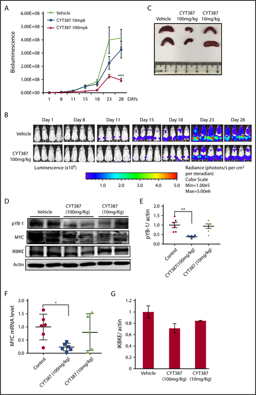 Figure 6. Momelotinib shows on-target therapeutic efficacy in a human AML xenograft model. (A) Tumor burden of NSG mice quantitated by whole-body bioluminescence imaging following IV injection of MOLM14-luc+ cells. Mice were randomly assigned to receive momelotinib (CYT) 100 mg/kg orally daily, 10 mg/kg orally daily, or vehicle control. Data are presented as mean ± standard error of the mean (n = 8/group). ***P = .0004 by unpaired Student t test. (B) Representative whole-body bioluminescent images of mice orthotopically xenografted with MOLM14-luc+ cells and treated with momelotinib (CYT; 100 mg/kg oral daily) or vehicle control. (C) Mice were euthanized 2 hours after the last treatment on day 28. Representative spleens from each treatment group are shown. (D) Protein extracts were made from spleens from each treatment group. Representative immunoblots from 2 spleens from each treatment group are shown. (E) Band intensity for immunoblots from all spleen samples were quantified by ImageJ. **P = .0059 by Welch t test. (F) mRNA was harvested from spleens from each treatment group, and c-MYC was quantitated by RT-PCR. *P = .0108 by Welch t test. (G) IKBKE expression (normalized to actin) was quantitated from the immunoblot in panel D using ImageJ.