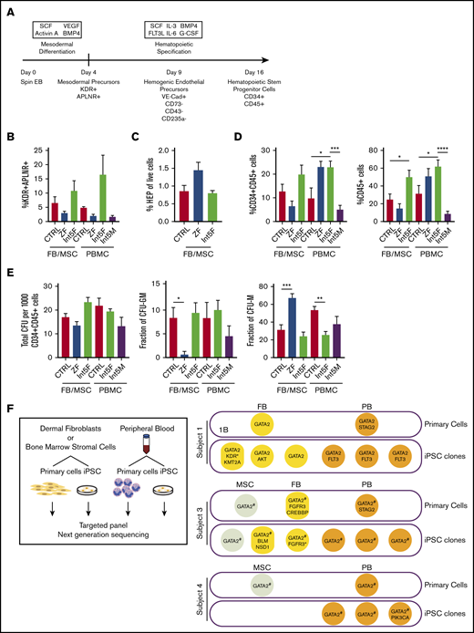 Hematopoietic differentiation of patient iPSC is grossly intact. (A) Hematopoietic differentiation scheme. Spin EB derived from iPSC underwent a multistep hematopoietic differentiation process (top). Mesodermal precursors were evaluated at day 4. HEP were assessed at day 9. At day 16 of hematopoietic differentiation, CD34+CD45+ cells were sorted for CFU assay and gene expression analysis. FB/MSC-ZF includes iPSC from subject 1 (GATA2 R361H) and subject 2 (GATA2 R337X). FB/MSC-Int5 includes iPSC from subject 3 (intron 5 proband). Patient PBMC-derived iPSC efficiency was compared with healthy volunteer PBMC-derived iPSC controls. PBMC-ZF includes 3 clones from subject 1 (R361H). PBMC-Int5F includes 3 clones from subject 3 (proband). PBMC-Int5M includes 3 clones from subject 4 (asymptomatic carrier). A minimum of 2 independent experiments were performed unless otherwise specified. (B) Percentage of mesodermal precursor cells on day 4 of differentiation. (FB/MSC-control: n = 10; ZF, n = 7; Int5, n = 3; PBMC-control: n = 4; ZF, n = 3; Int5, n = 6; Int5M, n = 3). One ZF2 clone (R337X-FB-1) and 3 Int5 clones among the FB/MSC-iPSC group and 3 R361H clones and 3 Int5M clones among the PBMC-iPSC group were tested in 1 experiment. (C) Fraction of HEP at day 9 derived from various control, ZF, or intron 5 GATA2-mutant iPSC (control: n = 10; ZF, n = 6; Int5, n = 3). Three Int5 clones were tested in 1 experiment. (D) Fraction of CD34+CD45+ cells and CD45+ cells at day 16 of hematopoietic differentiation (FB/MSC-control: n = 14; ZF, n = 11; Int5, n = 6; PBMC-control: n = 6; ZF, n = 3; Int5, n = 9; Int5M, n = 6). One ZF clone (R337X-FB-1) among the FB/MSC-iPSC group and 3 R361H clones among the PBMC-iPSC group were tested in 1 experiment. (E) Functional properties of iPSC-derived CD34+CD45+ cells as evaluated by CFU assay. The number and type of CFU colonies from 1000 sorted CD34+CD45+ cells were scored. Total number of colonies per 1000 sorted CD34+CD45+ (FB/MSC-control: n = 20; ZF, n = 10; Int5, n = 6; PBMC-control: n = 6, Int5F, n = 12; Int5M, n = 6). (F) Fraction of CFU subtype per total number of colonies, respective of mutation types. P values were determined by 1-way ANOVA followed by Dunnett multiple comparison test. Int5F and Int5M were compared independently by unpaired Student t test. *P < .05, **P < .01, and ***P < .005; ****P < .0001. (F) Targeted myeloid neoplasm panel next-generation sequencing was performed on patient’s primary cells (dermal fibroblasts, bone marrow stromal cells, or peripheral blood) and iPSC clones derived from those primary cells. *Two separate variants (supplemental Table 9). #GATA2 intronic variants were examined by Sanger sequencing because intronic regions were not covered in the targeted next-generation sequencing.