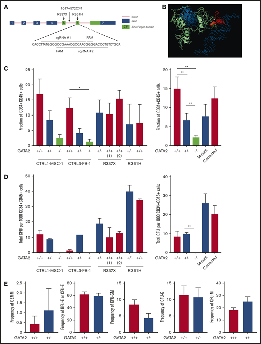 Reduced hematopoietic differentiation potential of GATA2-haploinsufficient isogenic iPSC. (A) Exon 6 of the GATA2 gene was targeted to generate knockout isogenic cell lines. (B) Structure of the wild-type GATA2/DNA complex modeled from the corresponding GATA3 structure: sequence RNA targeted for deletion by CRISPR (yellow); the 38-aa long C terminus sequence (red) is truncated and modified because of a premature stop codon; the resulting 13-aa segment has unknown, albeit predictable, conformation in solution; DNA molecule (blue), Zn ions (white), and unmodified GATA2 sequence (green). (C) Isogenic iPSC lines were differentiated into hematopoietic lineage as described previously. Fraction of CD34+CD45+ cells and the number and type of CFU were examined from independent GATA2 knockout isogenic lines and the 2 corrected patient-specific iPSC lines shown. A minimum of 2 independent experiments was performed. Fraction of CD34+CD45+ cells was grouped per cell line and GATA2 status. (Left: n = 4, 4, 4, 4, 4, 4, 4, 4, 3, 2, and 2, respectively; right: n = 8, 8, 8, 5, and 5, respectively). (D) Total number of colonies from 1000 sorted CD34+CD45+ cells per cell line and GATA2 status. (Left: n = 4, 4, 2, 2, 2, 2, 4, 4, 4, 2, and 2, respectively; right: n = 6, 6, 4, 6, and 6, respectively). (E) Fraction of CFU subtype per total number of colonies, respective of mutation types (GATA2+/+, n = 10; GATA2+/−, n = 10). Paired Student t test was performed to compare the effect of GATA2 gene status with its isogenic cell line. *P < .05; **P < .01. Nonsignificant P values are not shown.