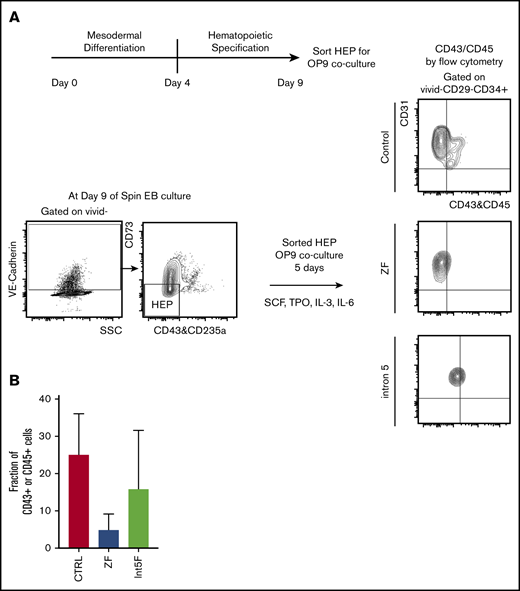 Hematopoietic potential of HEP from patient-specific iPSC may be reduced. (A) Experimental scheme. HEP (VE-Cad+CD73−CD43−CD235a− cells) were isolated by FACS on day 9 and cultured for additional 5 days on OP-9 mouse bone marrow stromal cells with addition of cytokines for 5 days, at which time hematopoietic potential was assessed by measuring CD43+ and CD45+ cells by flow cytometry. (B) Hematopoietic potential (%CD43+ and/or CD45+ cells) of HEP after 5 days of OP-9 coculture is shown. Minimum of 2 independent experiments were performed except for 3 Int5F clones that were differentiated in 1 experiment (control, n = 8; ZF, n = 6; Int5F, n = 3; P = nonsignificant (NS), unpaired Student t test was performed between control and ZF or control and Int5F). NS P values are not shown.