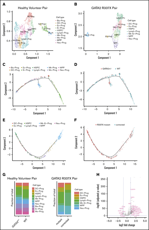 Single-cell RNA-seq of sorted CD34+CD45+cells from GATA2 WT vs GATA2+/−iPSC reveal subtle differences in lineage commitment and gene expression profiles of GATA2 target genes. Imputed cell type classification for single-cell RNA-seq data from healthy volunteer pair (WT vs GATA2+/−) (A) and GATA2 R337X pair (patient mutant vs corrected) (B). The gene expression data have been dimensionally reduced via Uniform Manifold Approximation and Projection. (C) Pseudotemporally ordered cells derived from iPSC of healthy volunteer. Cells are colored by cell type. The center of each subplot represents the branch point between the myeloid and lymphoid lineages; myeloid lineages move to the right as they mature and lymphoid lineages move to the left. (D) Pseudotemporal ordering of cells derived from GATA2 WT iPSC are colored in blue; those from GATA2+/− iPSC are colored in red. (E) Pseudotemporally ordered cells derived from iPSC of GATA2 R337X pair. (F) Pseudotemporal ordering of cells derived from a corrected clone of GATA2 R337X iPSC are colored in blue; those from GATA2 R337X iPSC are colored in red. (G) Fraction of each cell type per GATA2 status. (H) Volcano plot of differentially expressed genes depending on GATA2 status. The 2 dotted vertical lines indicate log2-fold change; 2 dotted horizontal lines indicate P < .05. Ba-Prog, basophil progenitor; DC-Prog, dendritic cell progenitor; Eo-Prog, eosinophil progenitor; Er-Pro, erythroid progenitor; Lymph-Prog, lymphoid progenitor; Mk-Er-Prog, megakaryocyte-erythrocyte progenitor; Mk-Prog, megakaryocyte progenitor; Mo-Prog, monocyte progenitor; MPP, multipotent progenitor; Neu-Prog, neutrophil progenitor.
