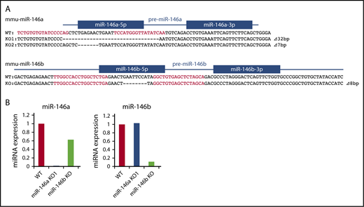 Figure 1. Production of miR-146a and miR-146b KO mice with TALEN. (A) Genetic deletion in miR-146a– and miR-146b–deficient mice generated by TALEN. The genomic sequence is shown at the top, with the target sequences of a pair of TALEN colored in red. Blue lines and boxes indicate pre-miRNA and mature miRNA sequences, respectively. Deleted nucleotides are indicated with dashes. The sizes of the deletions and insertions are shown to the right of the mutated alleles with Δ. WT indicates alleles without a mutation. (B) RT-PCR analysis of miR-146a and miR-146b in liver tissue derived from mutant mice. The genotype of each animal is indicated at the bottom. The expression level of miR-146a and miR-146b in the WT animal was adjusted to 1.