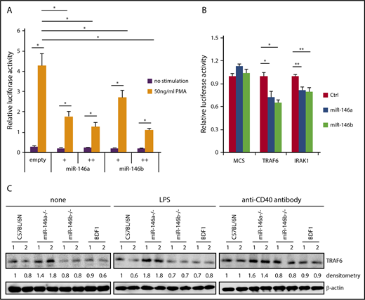 Figure 4. Suppression of NF-κB activity by miR-146a and miR-146b. (A) Luciferase reporter assay for miR-146a– or miR-146b–dependent regulation of NF-κB. Luciferase activity was measured in HEK293T cells transfected with a control empty vector, miR-146a, or miR-146b expression vector (with or without 50 ng/mL PMA). Data are presented as the mean ± SEM. Two independent experiments were performed, and similar results were obtained. +, 5 ng; ++, 75 ng. (B) Luciferase reporter assays in 293FT cells transfected with pcDNA-miR-146a (miR-146a), pcDNA-miR-146b (miR-146b), or an empty vector (Ctrl). MCS, pLuc2-KAP-MCS (multicloning site as an empty reporter). Data are presented as the mean ± SEM; n = 3. (C) Western blot analysis of TRAF6 protein expression in nonstimulated WT and miR-146a or miR-146b KO splenic B cells and those stimulated with LPS or anti-CD40 antibody. Two mice per genotype were analyzed; representative results are shown. *P < .05, **P < .01.