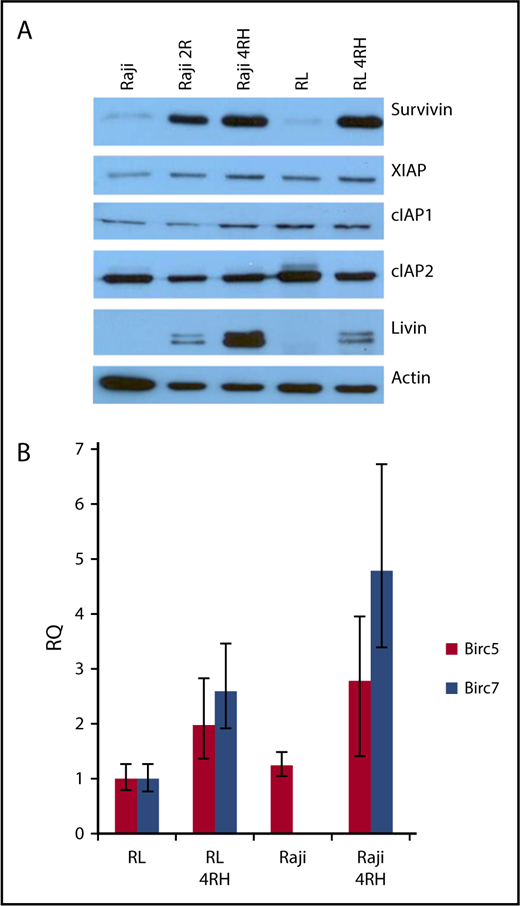 Figure 1. The expression of survivin and livin is upregulated in RRCLs. (A) Western blot analysis indicated that the IAPs livin and survivin were upregulated in the RRCLs (Raji 2R, Raji 4RH, and RL 4RH). The expression of cIAP1 and XIAP was moderately increased, whereas no change was observed in the level of cIAP2 between RRCLs and sensitive parent cell lines. (B) Quantitative PCR results demonstrate an increase in expression of the Birc5 and Birc7 genes, which encode the survivin and livin proteins, respectively, in the RRCLs Raji 4RH and RL 4RH compared with rituximab-sensitive control cell lines.