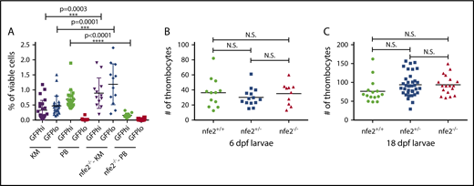 Figure 2. Reduction of circulating thrombocytes in adult but not larval nfe2−/− fish. (A) Peripheral blood (PB) samples from 2.5-month postfertilization adult Tg(cd41:egfp) fish show a significant decrease in GFPhigh thrombocytes in nfe2−/− fish as compared with nfe2+/+ siblings (green data points; P < .0001). The numbers of GFPhigh and GFPlow cells in kidney marrow (KM) samples (purple and blue, respectively) are significantly increased between nfe2−/− and nfe2+/+ fish (P = .0003 and P = .0001, respectively). (B) Circulating thrombocyte numbers in 6-dpf larval fish are unchanged between homozygous mutants and either wild-type or heterozygous siblings (P = .86 and P = .33, respectively), or between heterozygous and wild-type siblings (P = .38). (C) Circulating thrombocyte numbers in 18-dpf larval fish were also unchanged between homozygous mutants and either wild-type or heterozygous siblings (P = .12 and P = .39, respectively), or between heterozygous and wild-type siblings (P = .42). Bars indicate the mean and SD (A) or median (B-C). N.S., nonsignificant.