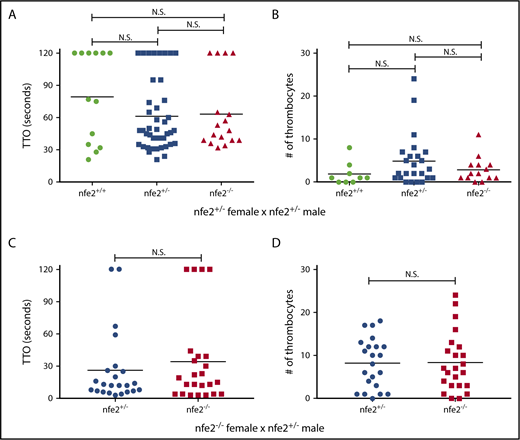Figure 3. Thrombocyte aggregation is unaffected in nfe2−/− larvae. Offspring from an nfe2+/− incross were collected and tested for the ability to form thrombocyte-rich clots in response to laser-mediated endothelial injury of the dorsal aorta at 6 dpf. (A) No significant difference was found in time to occlusion (TTO) among nfe2+/+, nfe2+/−, or nfe2−/− siblings. (B) The number of fluorescent thrombocytes recruited to the site of injury were counted using fish in the Tg(cd41:egfp) background. There was no significant difference in the total number of thrombocytes between any of the genotypes (wild-type and homozygous, P = .27; wild-type and heterozygous, P = .11; heterozygous and homozygous, P = .39; Mann-Whitney U test). (C-D) Homozygous mutant female fish were bred to heterozygous males to test whether maternal contribution might affect the observed phenotypes. No difference in either TTO (C) or total number of thrombocytes (D) was observed between nfe2−/− and nfe2+/− siblings from this cross. Horizontal bars indicate the median TTO and number of thrombocytes in panels A and C and B and D, respectively.