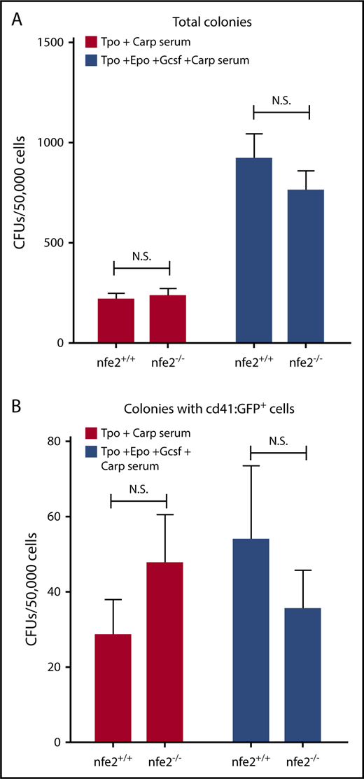 Figure 5. Cultured kidney marrow from nfe2−/− zebrafish supports normal hematopoietic development. Unfractionated kidney marrow was isolated from Tg(cd41:egfp);nfe2−/− mutant and wild-type siblings and was cultured in the presence of Tpo + Carp serum alone, or with the addition of Epo/Gcsf. After culture, the total number of colony-forming units (CFUs) (A) and GFP+ CFUs (B) were counted. There were no significant differences in either total number of cells (A) or cells expressing GFP (B) between wild-type and homozygous mutant fish, with or without the addition of Epo and Gcsf.