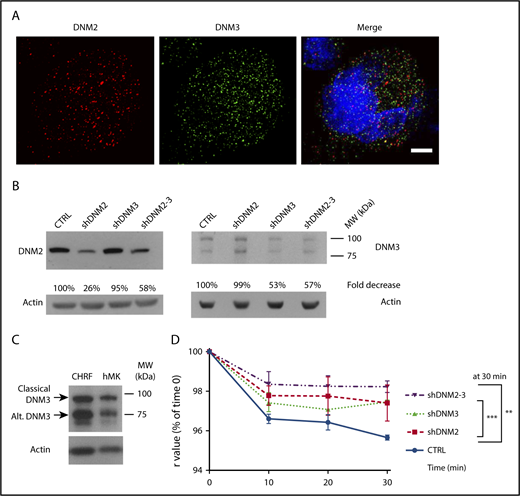 Figure 1. DNM2 and DNM3 are expressed in human MKs and modify plasma membrane anisotropy. (A) OMX super-resolution microscopy image of DNM2 (red) and DNM3 (green) staining in human MKs; original magnification, 63× objective. Twenty-five or more primary MKs were analyzed by confocal immunofluorescence. Here shown are OMX super-resolution microscopy images for illustration purposes. DNM2 specks are distinct from the DNM3 dotted staining, and both are distributed throughout the cytoplasm. Blue stains for the nucleus. Scale bar represents 2 µm. (B) Western blot (WB) of DNM2 and DNM3 and efficiency of their knockdown in CHRF cells. DNM2 presented as a single band in the megakaryocytic CHRF cells, whereas DNM3 migrated as 2 bands: a band at ∼90 kDa corresponding to the classical transcript, along with a shorter band, corresponding to an alternate DNM3 transcript (∼75 kDa). The fold change of DNM expression in shRNA-induced knockdown, compared with control (CTRL) cells (nontarget CTRL shRNA), is indicated as a percentage of CTRL. (C) WB staining of DNM3 in CHRF cells and MKs. The presence of the alternate (Alt) DNM3 band (arrow) is confirmed in primary human MKs (hMKs) differentiated from cord blood CD34 cells. (D) Plasma membrane fluorescence anisotropy measurement in CHRF cells with DNM2 and DNM3 knockdown. The measurement of plasma membrane fluorescence anisotropy values (r) in response to activation by PMA (1 µM) indicated a trend for decreased membrane fluidity, deformation, and remodeling for cells with single DNM knockdown and showed significant difference from CTRL for cells with double shDNM2 and shDNM3 knockdown (at 30 minutes). The stronger effect with double knockdown suggested that the actions of DNM2 and DNM3 overlap to a certain degree. Error bars indicate standard errors of the mean of ≥3 independent experiments. **P ≤ .01, ***P ≤ .001. MW, molecular weight.