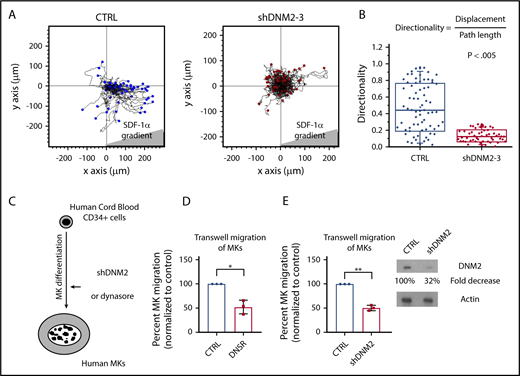 Figure 2. DNM activity is required for optimal MK migration. (A) Migration patterns of tracked CHRF cells without or with DNM knockdown on FN toward an SDF-1α gradient in the microfluidics-based µ-slide chemotaxis assay. (B) Quantification of directional migration of CHRF cells. ShDNM2 and shDNM3 CHRF cells exhibited a reduced directional migration toward an SDF-1α gradient (P < .005). (C) Schematic representation of the treatment of CD34+ cell-derived human primary MKs. Before transwell migration assays, we differentiated human primary MKs from cord blood CD34+ cells, which we would treat with shDNM2 or DNSR. (D) Quantification of MK migration in transwells toward a chemoattractant (SDF-1α) gradient, with the effect of DNSR. Migration was decreased by ∼45% in DNSR-treated MKs vs control (CTRL; paired Student t test P < .001). (E) Quantification of MK migration in transwells toward a chemoattractant (SDF-1α) gradient, with the effect of DNM2 knockdown. Migration was decreased by approximately half in shDNM2-treated MKs vs CTRL (paired Student t test P < .01). Error bars indicate standard errors of the mean of ≥3 independent experiments. *P ≤ .05, **P ≤ .01.