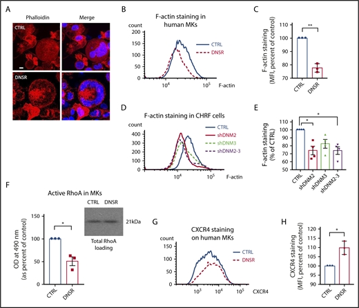 Figure 3. DNMs regulate actin cytoskeleton polymerization, RhoA activation, and surface CXCR4 expression in human MKs. (A) Distribution of F-actin in MKs of vehicle-treated control (CTRL) and DNSR-treated MKs plated on FN and stained with phalloidin (red) and DAPI (blue), without and with DNSR treatment. Twenty-five or more primary MKs were analyzed by confocal immunofluorescence. Here shown are OMX super-resolution microscopy images for illustration purposes. DNSR-treated MKs showed more unevenly distributed, disorganized, and clumped F-actin (arrow) compared with CTRL cells; original magnification, 63× objective. Scale bar represents 2 µm. (B-C) F-actin polymerization in MKs without and with DNSR treatment. Flow cytometry representative histograms and quantification in 3 experiments using fluorophore-conjugated phalloidin staining in permeabilized and fixed MKs. Actin polymerization was decreased by ∼25% in DNSR-treated primary MKs (paired Student t test P ≤ .01). (D-E) F-actin polymerization in CHRF cells without and with DNM knockdown. Flow cytometry representative histograms and quantification in 4 experiments using fluorophore-conjugated phalloidin staining in permeabilized and fixed CHRF cells. CHRF with shDNM2 or double knockdown for DNM2 and DNM3 showed an ∼25% decrease in actin polymerization when compared with CTRL cells (P < .05). A similar trend was observed for CHRF cells with single shDNM3 knockdown. (F) RhoA activation quantification by G-LISA in MKs on FN. RhoA activation was reduced by half in DNSR-treated MKs (paired Student t test P < .05). (G-H) Surface CXCR4 expression in MKs. Flow cytometry representative histograms and quantification in 3 experiments. By flow cytometry, surface CXCR4 was slightly increased in DNSR-treated MKs (paired Student t test P < .05). Error bars indicate standard errors of the mean of ≥3 independent experiments. *P ≤ .05, **P ≤ .01. MFI, mean fluorescence intensity; OD, optical density.