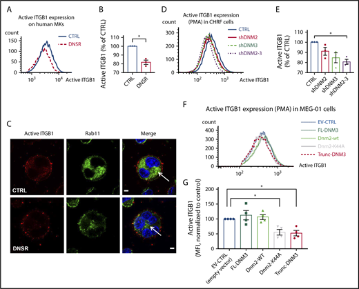 Figure 4. DNM inhibition affects ITGB1 activity and Rab11 cell distribution in human MKs. (A-B) Quantification of active ITGB1 at the surface of MKs. Representative flow cytometry histograms (A) and flow cytometry quantification (B) in 3 experiments measuring active ITGB1 at the surface of MKs after 2 hours on FN. ITGB1 activation was decreased by 17% in DNSR-treated MKs, when compared with control (CTRL) cells (paired Student t test P = .001). (C) Rab11 staining distribution in MKs on FN. MKs were stained with an antibody directed against Rab11 (green), a marker of recycling endosomes, and against activated ITGB1 (red). The nucleus is stained in blue. In the MKs that had not spread, Rab11 staining was more centrally clustered (arrow) in DNSR-treated cells, suggesting a decreased recycling process when compared with CTRL cells. Twenty-five or more primary MKs were analyzed. Images taken by Nikon A1R+ confocal microscope; original magnification, 60× Plan-Apochromat oil immersion lens. Scale bars represent 5 µm. (D-E) Quantification of active ITGB1 at the surface of CHRF cells transduced with nontargeting control or with shRNAs against DNM2 and DNM3. Representative flow cytometry histograms and flow cytometry quantification in 3 experiments in CHRF cells, activated with PMA (1 µM) and stained with an antibody specific for active ITGB1. Active surface ITGB1 in CHRF cells with shDNM2 and shDNM3 knockdown was reduced down to levels of 80% of CTRL cells. (F-G) Quantification of active ITGB1 at the surface of MEG-01 cells transduced with empty vector or with wild-type rat Dnm2 or human DNM3 or with DNM mutants. Flow cytometry representative histograms and quantification in 4 experiments in MEG-01 cells, activated with PMA (1 µM) and stained with an antibody specific for active ITGB1. In MEG-01 cells transduced with dominant-negative Dnm2-K44A or with truncated GTPase-less DNM3, active ITGB1 was reduced when compared with CTRL cells. Error bars indicate standard errors of the mean of ≥3 independent experiments. *P ≤ .05.