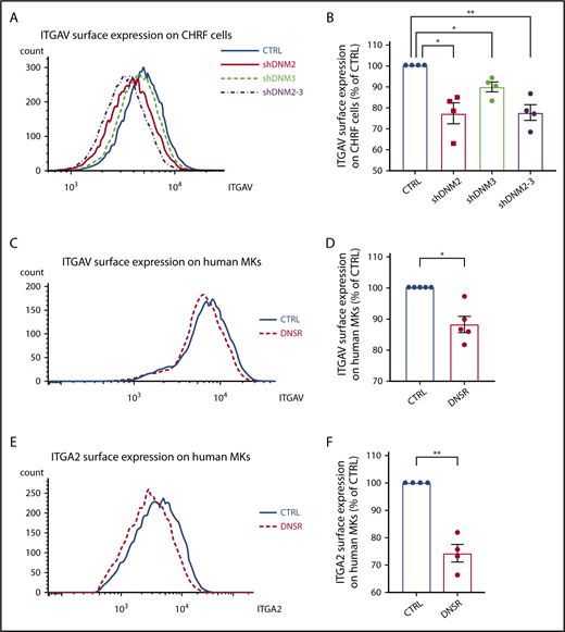 Figure 5. ITGA2 and ITGAV surface expression is affected by DNM activity in human MKs. (A-B) Quantification of ITGAV (part of a receptor to FN) at the surface of CHRF cells. Flow cytometry representative histograms and quantification in 4 experiments measuring ITGAV at the surface of CHRF cells. ITGAV staining shows a decrease in surface expression in CHRF with DNM2 and DNM3 knockdown when compared with control (CTRL; by 22%; paired Student t test P < .05). (C-D) Quantification of ITGAV at the surface of MKs. Flow cytometry representative histograms and quantification in 4 experiments measuring ITGAV at the surface of MKs. (E-F) ITGAV staining also showed a consistent slight decrease in primary MKs treated with DNSR (by 10%) when compared with control (paired Student t test P < .05). Quantification of ITGA2 at the surface of MKs. Flow cytometry representative histograms and quantification in 4 experiments measuring ITGA2 at the surface of MKs. ITGA2 staining (part of a receptor to collagen) showed a decrease in surface expression in primary MKs treated with DNSR (by 26% when compared with CTRL; paired Student t test P < .05). Error bars indicate standard errors of the mean of ≥3 independent experiments. *P ≤ .05, **P ≤ .01.