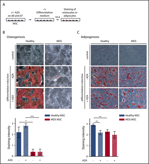 Figure 4. Osteogenic and adipogenic differentiation of MSCs is modulated by AZA in healthy MSCs. (A) Experimental design. Healthy and MDS MSCs were treated with 10 µM AZA on days 0 and 7. Untreated MSCs were used as controls. MSCs were differentiated for 18 days and oil-red-o staining plus Harris-hematoxylin or alizarin-red staining were used to quantify adipogenesis (C) or osteogenesis (B), respectively. Differentiation was ranked according to absent (=0), weak (=1), moderate (=2), or intense (=3) staining. (B-C) Representative images (top panel) and statistical summary (bottom panel) for (B) mean osteogenic potential of n = 5 healthy and n = 5 MDS MSCs ± SEM and (C) mean adipogenic potential of n = 10 healthy and n = 7 MDS MSCs ± SEM. *P < .05; **P < .01; ***P < .001.
