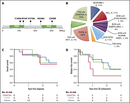 New molecular subtypes of de novo MPAL. (A) Graphic demonstration of mutant alleles of PHF6 gene (1 patient had splicing site mutation not illustrated here). (B) New MPAL classification with incorporation of our genetic discoveries. (C-D) Overall survival (C) and relapse-free survival (D) of PHF6 mutated vs DNMT3A unmutated vs others without PHF6 or DNMT3A mutations.
