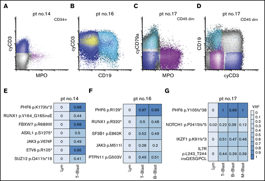 Distribution of somatic mutations in immunophenotypically distinct subpopulations in de novo MPAL. (A) An example of MPAL with T/B/M differentiation (patient 14 in Figure 2; B-blast component is not shown). (B) An example of MPAL with T/B differentiation (patient 16 in Figure 2). (C-D) An example of T/B/M MPAL by flow cytometry (patient 17). (E-G) VAFs of various mutated genes in sorted blast populations (E, patient 14; F, patient 16; G, patient 17). Lym, sorted natural killer cell population serving as germline reference.