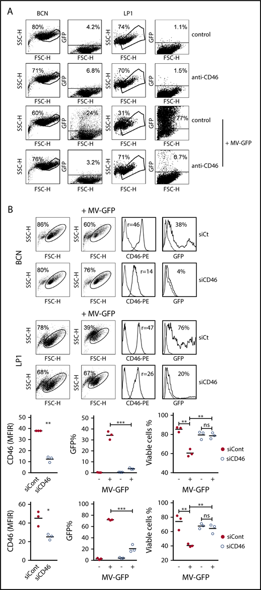 Figure 2. Infection and replication of MV depends on CD46 expression. (A) BCN and LP1 cells were incubated or not with a blocking anti-CD46 mAb (final concentration of 10 μg/mL) for 1 hour prior to infection with MV-GFP. Fluorescence was assessed after 3 days by flow cytometry. Cell death was assessed by the percentage of cells excluded from the living gate. (B) BCN and LP1 cells were transfected with siControl (siCont) or siCD46. On day 1, CD46 expression was assessed by flow cytometry and MV-GFP (MOI = 1) was added to the cultures (no removal of siRNAs). GFP expression was assessed 48 hours after MV-GFP addition. Viability is expressed as the percentage of cells in the living gate. The histograms represent the GFP fluorescence in the total population. One representative experiment (triplicate wells) out of 2 is shown. CD46 histograms: thin line, control staining; thick line, CD46 staining. GFP histograms: thin line, noninfected cells; thick line, MV-GFP infected cells. Statistical analyses were performed using the paired Student t test. *P < .05; **P < .01; ***P < .001. ns, not significant.