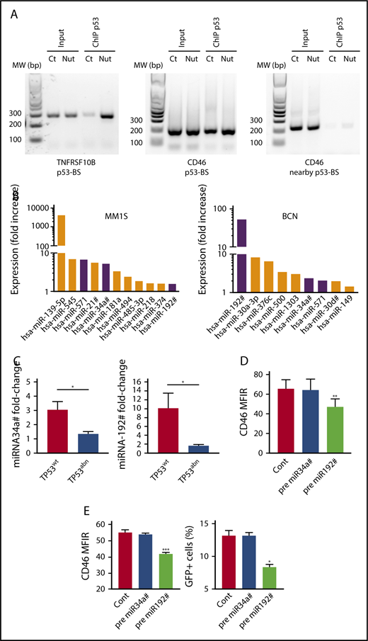 Figure 4. Direct and indirect regulation of CD46 by p53. (A) p53 bound to the CD46 and TNFRSF10B genes. ChIP assays were performed in TP53wt NCI-H929 HMCL treated (Nut) or not (Ct) for 5 hours with 10 μM nutlin3a, as described in Materials and methods. (B) p53 upregulated miRNAs predicted to target CD46. MM1S and BCN were treated with nutlin3a overnight, and miRNA expression was assessed by RT-PCR. Shared miRNAs are indicated by purple color. (C) Nutlin3a-induced miRNA upregulation was restricted to TP53wt HMCLs. TP53wt (BCN, XG6, and NCI-H929) and TP53abn (KMS12PE, NAN8, OPM2, and LP1) HMCLs were treated 24 hours with nutlin3a, and miRNA expression was assessed by RT-QPCR. *P = .05. (D) miRNA192# regulated CD46 expression in TP53wt and TP53abn HMCLs. TP53wt (BCN, MM1S, and XG6) and TP53abn (LP1, OMP2, KMM1, and U266) HMCLs were transfected or not (Cont) with miRNA precursors, and CD46 expression was assessed using flow cytometry 24 hours after transfection. Statistical analyses were performed using paired Student t tests. (E) Transfection of miRNA192# precursor decreased MV infection. BCN cells were transfected or not (Cont) with miRNAs precursors and exposed to MV-GFP 24 hours after transfection. CD46 expression was assessed 24 hours after transfection, and GFP expression was assessed 2 days later. Statistical analyses were performed using paired Student t tests. *P < .05; **P < .01; ***P < .001.