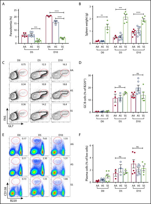 Figure 3. Kinetics of adaptive B-cell immune response following B microti infection in Townes SS and control mice. Groups of Townes SS mice along with control AA and AS mice were infected with 1 × 107 to 1 × 108 B microti–parasitized RBCs intraperitoneally and a representative experiment is shown. (A) The frequency of peripheral blood erythrocytes infected with B microti in total number of RBCs. (B) The spleen weights of AA, AS, SS mice before and after infection. (C) Representative FACS plots for GL7 and FAS gated on B220+ cells for the identification of GC B cells in the spleens from AA, AS, and SS mice. (D) Quantification of GC B cells in the spleens from AA, AS, and SS mice on days indicated before and following infection. (E) Representative FACS plots for B220 and CD138 for the identification of plasma cells. (F) Quantification of plasma cells in the spleens from AA, AS, and SS mice. Each symbol represents data from an individual mouse. Error bars indicate the mean ± SEM. **P < .01; ***P < .001; ****P < .0001 by unpaired 2-tailed Student t test. ns, not significant.