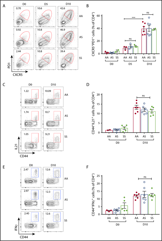Figure 6. Kinetics of T-cell immune response following B microti infection in Townes SS and control mice. (A-B) Flow cytometric analysis of TFH cells in Townes SS and control AA and AS mice following B microti infection. (A) Representative FACS plots for CXCR5 and PD1 expression gated on splenic CD4+ T cells. (B) Quantification of TFH cells (CD4+CXCR5hiPD1hi) (n = 2-6). Combined data from 3 independent experiments. (C) Representative FACS plots for CD44 and IL21 expression gated on splenic CD4+ T cells. (D) Quantification of IL21+ cells in the spleens from AA, AS, and SS mice. (E) Representative FACS plots for CD44 and IFNγ expression gated on splenic CD4+ T cells. (F) Quantification of IFNγ+ cells gated in the spleens from AA, AS, and SS mice. Each symbol represents data from an individual mouse. Error bars indicate the mean ± SEM. ***P < .001; by unpaired 2-tailed Student t test.