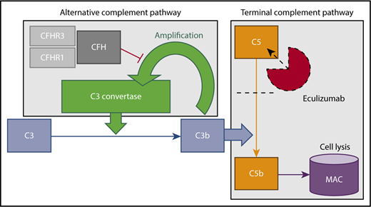 Figure 1. Alternative and terminal complement pathways. Complement factor H (CFH), along with its related proteins (CFHRs), inhibits amplification of C3b. Eculizumab binds C5, preventing conversion to C5b and subsequent formation of the membrane attack complex (MAC), which effects cell lysis and mediates renal epithelial damage.