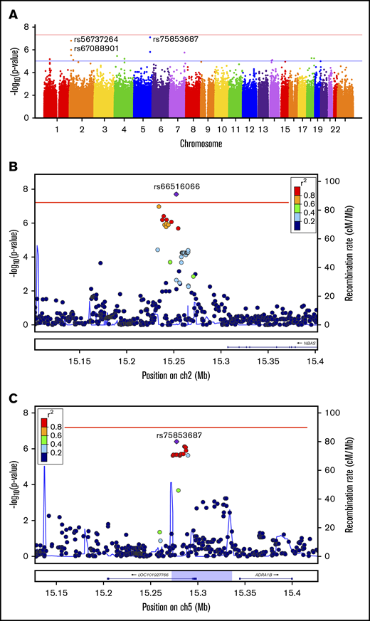 Allelic association with responder status. (A) Loci on chromosomes 2 and 5 have SNPs close to genome-wide significance (red line, P = 5.0 × 10−8). Genomic inflation factor (based on median χ2) is 1.013. (B) LocusZoom plot of imputed chromosome 2 region. SNP rs66516066 reaches genome-wide significance. A SNP cluster in strong LD is 0.5 Mb downstream of NBAS. (C) LocusZoom plot of imputed chromosome 5 region. rs7585387 SNP cluster is located with long noncoding RNA gene LOC101927766 and 0.7 Mb upstream of ADRA1B. Purple highlighted region between peaks of increase recombination rate indicates the location of identified rare haplotype.