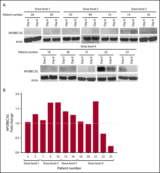 Figure 3. APOBEC3G levels increased in 75% of evaluable patients after bortezomib administration. APOBEC3G was measured by using western blot on PBMC from 12 patients. (A) PBMCs from both baseline and day 8 were lysed, and proteins were separated by using sodium dodecyl sulfate/polyacrylamide gel electrophoresis. Gel lanes were reordered in the figure to group according to bortezomib dose level. (B) APOBEC3G level was quantified by using ImageJ software (National Institutes of Health, Bethesda, MD), and the results are presented as a fold change in the level of APOBEC3G normalized to actin.