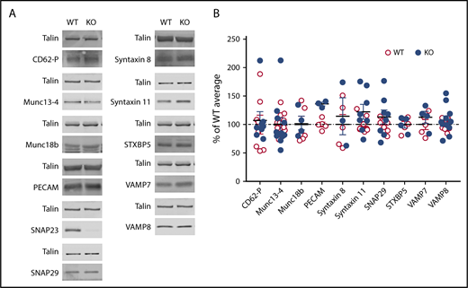 Figure 1. Major secretion regulators are unchanged in the absence of SNAP23. (A) Unstimulated platelets at 200 × 109/L were lysed and proteins were run on sodium dodecyl sulfate–polyacrylamide gel electrophoresis, before transfer to polyvinylidene difluoride membrane (Immobilon FL), and probed as indicated. Membranes were imaged on a LiCor Odyssey CLx with species-appropriate near-infrared (700/800 nm)–conjugated secondary antibodies. Data are representative of at least 3 independent experiments. (B) Densitometric analysis of platelet secretion regulators or granule cargo proteins. Data are expressed as a percent of the wild-type (WT) average per blot. Data were compared by 2-way analysis of variance (ANOVA) with Sidak’s multiple comparisons test. No data were significant. Munc13-4, VAMP8; WT (n = 14), knockout (KO) (n = 11). CD62-P (P-selectin), Syntaxin 11, SNAP29; WT and KO (n = 8). Munc18b, STXBP5, VAMP7; WT (n = 5), KO (n = 4). PECAM, Syntaxin 8; WT (n = 5), KO (n = 3).