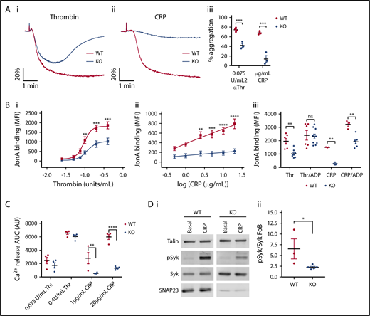 Figure 4. GPVI signaling is affected by the absence of SNAP23. (A) Washed platelets at 200 × 109/L were stimulated with 0.075 units/mL Thr (i) or 2 µg/mL CRP (ii) at 1000 rpm in a Chronolog model 700 aggregometer. (iii) The maximum aggregation within 5 minutes was recorded. Data from at least 3 independent experiments were compared by unpaired Student t test. (B) Washed platelets at 20 × 109/L were stimulated with (i) thrombin and (ii) CRP under nonstirring conditions for 10 minutes at room temperatures in the presence of phycoerythrin-conjugated antibody raised against activated αIIbβ3/CD41 (Jon/A). Curves were compared by 2-way ANOVA with Sidak’s multiple comparisons test. WT (n = 8), KO (n = 5). (iii) Jon/A binding at maximal thrombin (0.4 units/mL) and maximal CRP (20 µg/mL CRP) were assessed when costimulated with 10 µM ADP. WT (n = 3-6), KO (n = 6-10). Data were compared by 2-way ANOVA with Sidak’s multiple comparisons test. (C) Fura–PE3-labeled platelets at 100 × 109/L were stimulated under nonstirring conditions and analyzed on a Tecan Infinite M200Pro plate reader. At the end of the run, samples were lysed with 0.2% TX100 to give a total value to which values were standardized. n = 4. Data were compared by 2-way ANOVA with Sidak’s multiple comparisons test. (D) Platelets at 400 × 109/L were stimulated for 1 minute with 20 µg/mL CRP under nonstirring conditions at 37°C. Membranes were probed as indicated and imaged on a LI-COR Odyssey CLx. (i) Representative blots of WT (n = 3) and KO (n = 5). (ii) Densitometric analysis of pSyk/Syk ratio as a fold increase over basal. *P < .05, **P < .01, ***P < .001, ****P < .0001. AUC, area under the curve; ns, not significant.