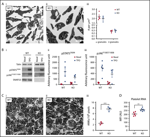 Figure 5. Platelet morphology and thrombopoietin (TPO) signaling are similar, but megakaryopoiesis is increased. (A) TEM sections of representative WT (n = 4) (i) and KO (n = 3) (ii) platelets. (iii) Total platelet section area was measured and α- and δ-granule numbers counted, with granule numbers expressed per unit area of counted section. (B) Platelets at 400 × 109/L were stimulated for 5 minutes with 100 ng/mL TPO under nonstirring conditions at 37°C. Membranes were probed as indicated and imaged on a LI-COR Odyssey CLx. (i) Representative blots of WT (n = 5) and KO (n = 4). Densitometric analysis of pSTAT5Y694 (ii) and pJAKY1007/1008 (iii) expressed as arbitrary fluorescence units as generated by LI-COR Image Studio 5.2. Data were compared by 2-way ANOVA with Sidak’s multiple comparison test. (C) Representative images of WT (i) and KO (ii) hematoxylin and eosin–stained bone marrow imaged using a 40× objective. *Megakaryocytes (MKs). (iii) Megakaryocyte number and bone marrow area were measured using ImageJ 1.46. Megakaryocyte counts were expressed per unit area of counted section. ***P < .001. (D) Washed platelets at 20 × 109/L were labeled with Pyronin Y for 15 minutes at 30°C and immediately analyzed on a BD Accuri C6 Plus. WT (N = 5), KO (N = 6). **P < .01.