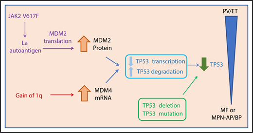 Figure 3. Proposed role of TP53 dysregulation in the evolution of the MPNs. Decreased TP53 activity can result from several genomic alterations in the MPN clone and is hypothesized to be a crucial driver of MPN disease progression. Mutations and deletions (del17p) of the TP53 gene can directly result in decreased TP53 activity. MDM2 and MDM4 are negative regulators of TP53 that decrease transcription and increase degradation of TP53. Upregulation of these regulators ultimately decreases p53 activity. In MPNs, there are increased MDM2 protein levels resulting from increased MDM2 translation stimulated by JAK2V617 through the La autoantigen. In addition, gain of 1q results in upregulation of MDM4 transcript levels.