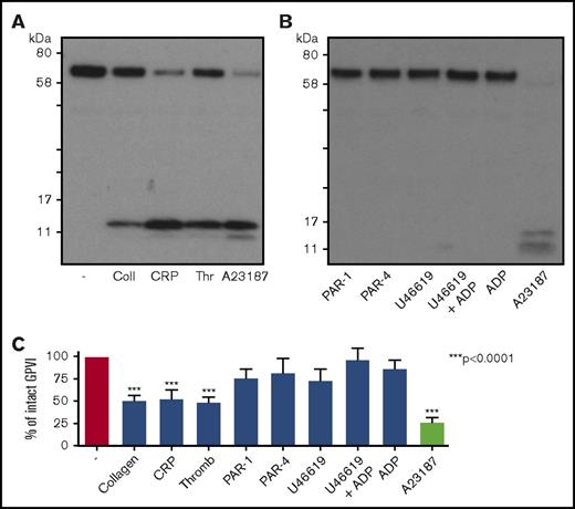 Figure 4. Stimulation of platelets with GPCR agonists do not induce GPVI shedding. (A) Western blot for GPVI after platelet stimulation by GPVI agonists, thrombin, or A23187. Washed platelets (500 × 109/L) were stimulated with collagen (30 µg/mL), CRP (30 µg/mL), thrombin (1 U/mL), and calcium ionophore (A23187: 10 µM), a positive control for GPVI shedding, in suspension under stirring conditions for 1 h at 37°C, in the presence of eptifibatide (9 µM) and CaCl2 (1 mM). Representative figure of data from at least 12 individual donors. Membranes were blotted with an anti-GPVI antibody for GPVI (60-65 kDa) and the GPVI remnant band (10-17 kDa) observed after shedding. (B) Western blot for GPVI after platelet stimulation with GPCR agonists, PAR-1 peptide (SFLLRN: 100 µM), PAR-4 peptide (AYPGKF: 100 µM), U46619 (10 µM), U46619 (10 µM) +ADP (10 µM), and ADP (10 µM) in the presence of eptifibatide (9 µM) and CaCl2 (1 mM) under the same conditions as before. Membranes were blotted with an anti-GPVI antibody for GPVI, as stated earlier. (C) Quantitation analysis of GPVI shedding after platelet stimulation with various GPVI and GPCR agonists. GPVI shedding represented as percentage of intact GPVI remaining compared with unstimulated GPVI levels. Results are shown as mean ± standard error of the mean. A 1-way ANOVA with Tukey’s posttest was performed to compare shedding with unstimulated platelets. n = 8+ donors.