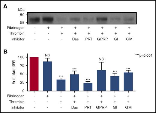 Figure 5. Fibrin stimulation of platelets induces GPVI shedding. (A) Western blot for GPVI after stimulation of platelets in suspension by fibrinogen, fibrin, or fibrin in the presence of inhibitors. Washed platelets (500 × 109/L) were stimulated with fibrinogen (100 µg/mL) alone, thrombin (1 U/mL) in the presence of fibrinogen (polymerized fibrin), fibrin in the presence of Src and Syk inhibitors (dasatinib, 10 µM; PRT-060318, 10 µM), fibrin in the presence of GI254023 (2 µM, ADAM10 inhibitor) and GM6001 (25.7 µM, broad matrix metalloproteinase inhibitor), and monomeric fibrin in the presence of GPRP (10 mM) under stirring conditions for 1 h at 37°C in the presence of eptifibatide (9 µM) and CaCl2 (1 mM). GPRP was added with fibrinogen 3 minutes before thrombin stimulation to prevent fibrin polymerization. GI254023 and GM6001 were added 5 minutes before fibrinogen and thrombin stimulation. Membranes were blotted for GPVI and GPVI remnant after shedding. (B) Quantitation analysis of GPVI shedding induced by different forms of fibrin and fibrin-induced shedding in the presence of inhibitors. Percentage of GPVI represents levels calculated as a percentage of GPVI detected in unstimulated samples compared with GPVI levels after stimulation. Results are shown as mean ± SEM. A 1-way ANOVA was performed, with Tukey’s posttest, to compare fibrin-induced shedding in the presence of GPRP and the presence of inhibitors and fibrinogen alone to unstimulated samples. N.S., nonsignificant; n = 7 donors.