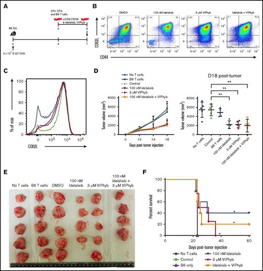 Figure 6. Expansion of T cells in the presence of idelalisib and/or VIPhyb significantly enhances their anti-tumor activity in a murine lymphoma model. OT-I, OT-II, and B6 T cells were expanded for 3 days using anti-CD3/CD28 beads in the presence or absence of idelalisib and/or VIPhyb. Cells were then mixed (2 OT-I:1 OT-II:2 B6 ratio) and injected into B6 SJL mice bearing subcutaneous E.G7 OVA tumors. Growth of tumors was monitored by caliper measurement with volume calculated as (length × width2)/2. (A) Experimental outline. (B) Flow plots showing the phenotype of T cells on day 3 of expansion just prior to injection into tumor-bearing mice. (C) Histogram showing the expression of CD62L on T cells on day 3 of expansion. Blue, DMSO; green, 100 nM idelalisib; purple, 3 μM VIPhyb; red, Idelalisib + VIPhyb. (D) Tumor growth curve and quantification of tumor volume on the final day of allowable growth. (E) Images of tumors removed from sacrificed mice on day 18 of growth. Note that the tumor from 1 mouse from the idelalisib + VIPhyb group regressed and was undetectable. (F) Survival curve of tumor-bearing mice receiving T cells expanded under the indicated conditions. **P < .01; n = 4 or 5 mice per group from 2 independent experiments.